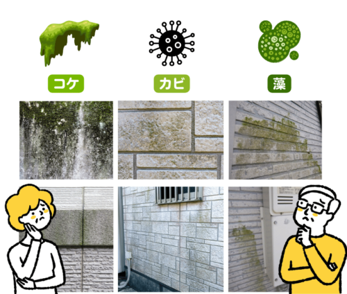 外壁に発生した コケ・カビ・藻 の対処方法｜半田市・東海市・知多半島の外壁塗装・屋根塗装は塗装屋ひらまつ